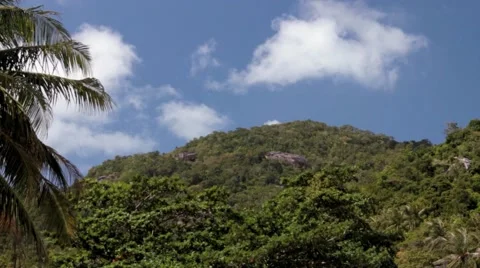 Timelapse from the jungle Stock Footage 40645197