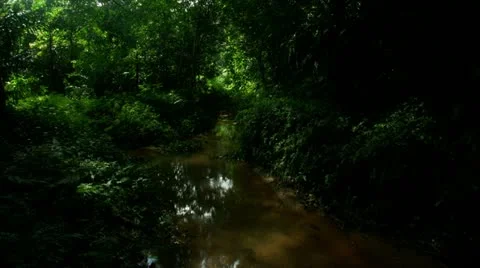 Timelapse jungle stream Video stock 11607070