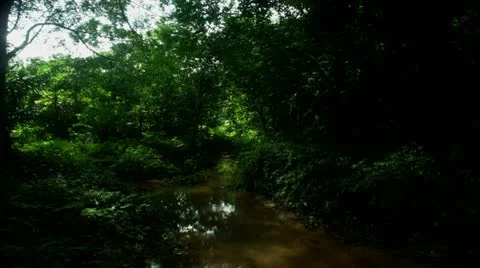 Timelapse jungle stream Video stock 11607071