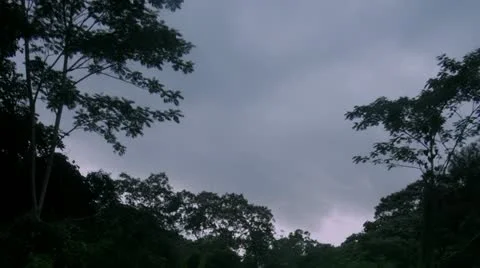 Timelapse jungle stream Video stock 11607072