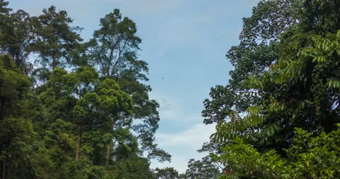 Timelapse of the jungle in Sumatra, Gunung Leuser National Park Stock Footage 141619683