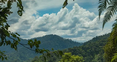 Timelapse of the jungle in Sumatra, Gunung Leuser National Park Stock Footage 141647359