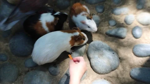 Timelapse of Kids with Guinea Pigs. Stock Footage 312071540