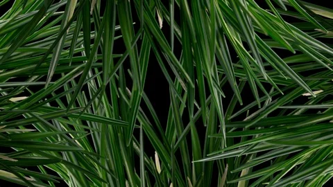 Timelapse krokus growing + alpha Видео 87849846