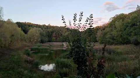Timelapse by the lake in the evening Stock-Footage 317577370