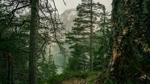 Timelapse of a lake seen through the forest 動画素材 126719804