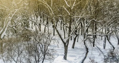 Timelapse of landscape, action and life in a park 動画素材 129626558