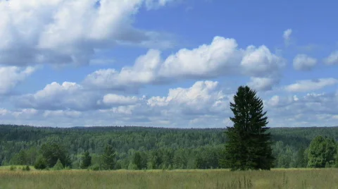 Timelapse landscape alone pine tree in field against forest and sky with Stock Footage 686364