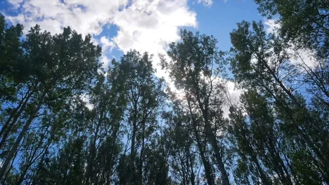 Timelapse landscape view of the pine tree forest up to sky with cloud moving Stock Footage 120271818