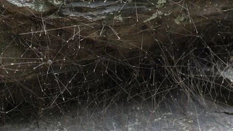 Timelapse of a large group of  Opiliones (arachnids) moving Stock Footage 161155023