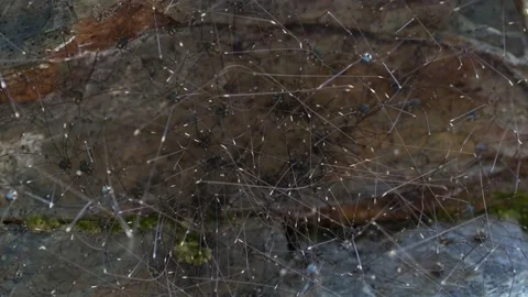 Timelapse of a large group of  Opiliones (arachnids) moving Stock Footage 161409109