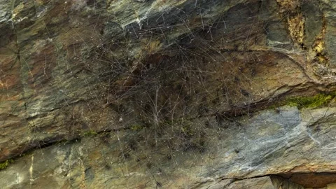 Timelapse of a large group of  Opiliones (arachnids) moving Stock Footage 162907439