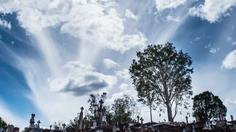 Timelapse of large tree in cemetery Video stock 35770335