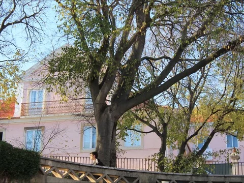 Timelapse leaves moving on the tree Stock Footage 83613471