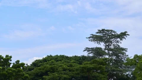 TimeLapse leaves by the wind with a blue sky background Stock Footage 255756401