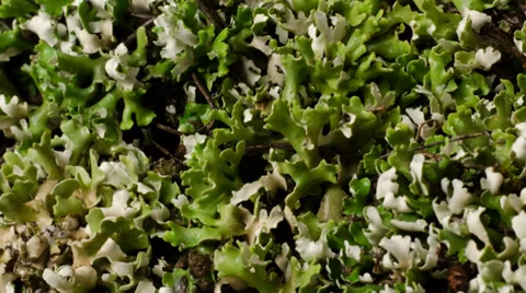 Timelapse of lichen Cladonia Stock Footage 34689732