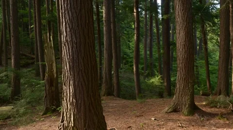 Timelapse of light moving through pine trees Stock Footage 43311788