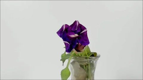 Timelapse of a light pink blue flower unblooming Stock Footage 105952857