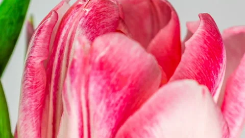 Timelapse of a light pink double peony tulip flower blooming on white background Stock Footage 125536906