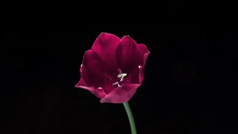 Timelapse of a light pink double peony tulip flower blooming on white background Stock Footage 170671781