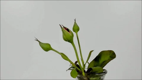 Timelapse of a light pink rose flower unblooming Stock Footage 105949778