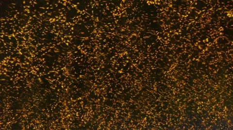 Timelapse light rain 스톡 동영상 11555178