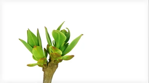 Timelapse lilac buds HD Stock Footage 2602130