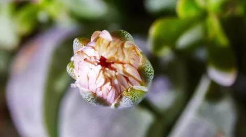Timelapse Of Lithops Blooming Видео 49066726