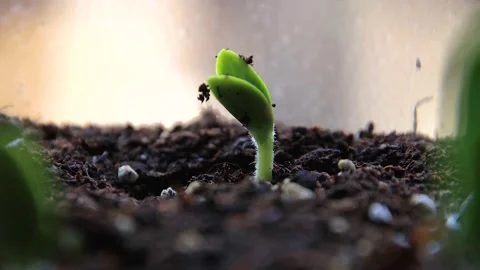 Timelapse of a little seedling growing in the sunlight Stock Footage