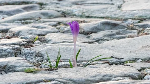 Timelapse, A lone crocus grows against an old cobbled path, Video stock 304289701