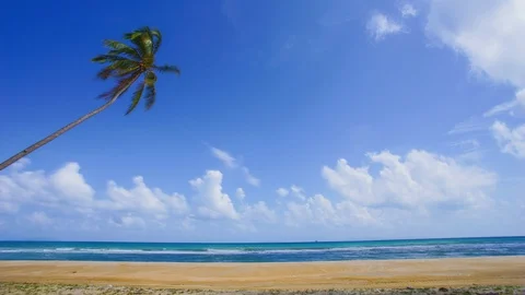 Timelapse of lonely coconut tree at the beach with blue sky Video stock 103966694