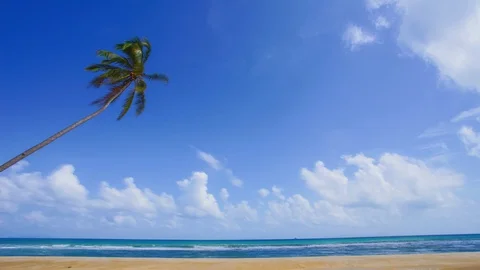Timelapse of lonely coconut tree at the beach with blue sky Stock Footage 103966695