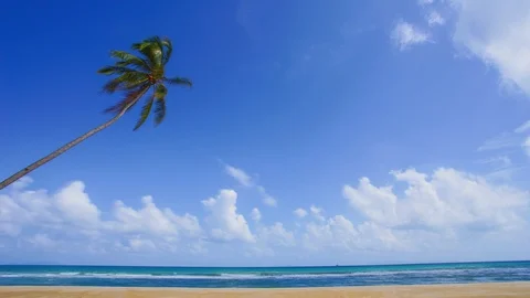 Timelapse of lonely coconut tree at the beach with blue sky 스톡 동영상 103996055