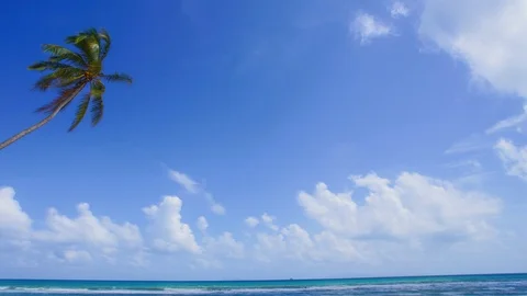 Timelapse of lonely coconut tree at the beach with blue sky Stock Footage 104015988