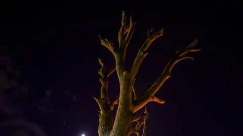 Timelapse of a lonely dead tree Video stock 242471908