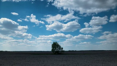 Timelapse. Lonely tree and sky with clouds in the farmers field at early spring Stock Footage 76195670
