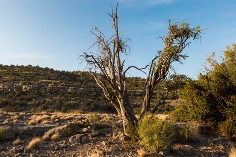 Timelapse of lonely tree in the middle of forest. Stock Footage 241824187