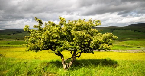 Timelapse of lonely tree in the summer meadows Stock Footage 312476108