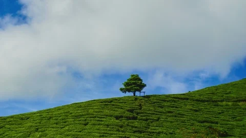 Timelapse of lonely tree at the tea plantation with dramatic cloud movement Stock Footage 103554962