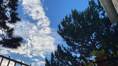 Timelapse. Looking up at green pine trees and fluffy white clouds in a bridave-7 Stock Footage 339108997