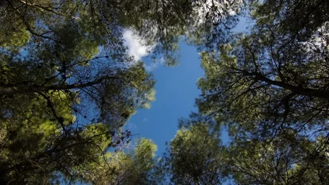 Timelapse looking up at pine trees and the cloudy sky Stock-Footage 88506896