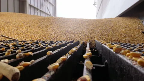Timelapse low angle Grain delivery. Corn seed is poured from a truck into a silo Stock Footage 275197037