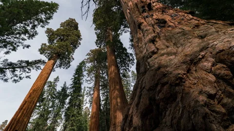 Timelapse low angle shot of Giant Sequoia in Sequoia National Park in California Stock Footage 346106333