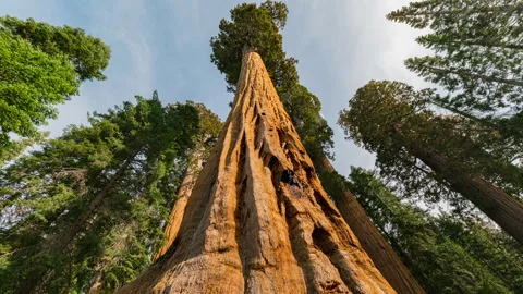 Timelapse low angle shot of Giant Sequoia in Sequoia National Park in California Stock Footage 346107095