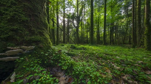 Timelapse of low horizon sun shining through trees, entering deciduous forest Stock-Footage 331079340