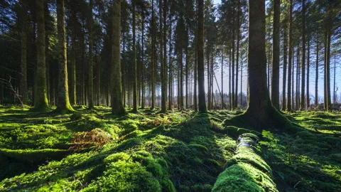 Timelapse of low horizon sun shining through trees, entering coniferous forest 스톡 동영상 331079422