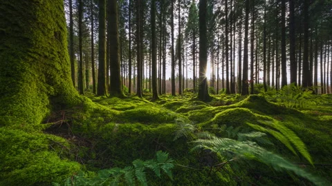 Timelapse of low horizon sun shining through trees, entering coniferous forest Stock-Footage 331079568