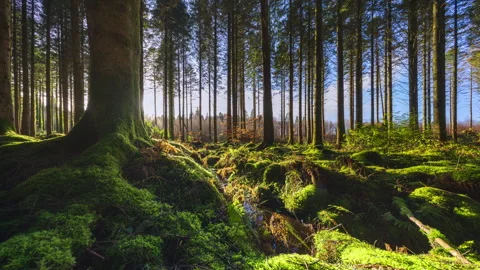 Timelapse of low horizon sun shining through trees, entering coniferous forest 스톡 동영상 331081199