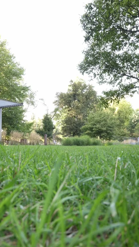 Timelapse of lush green grass and leafy trees in a peaceful summer park Stock Footage 344853650