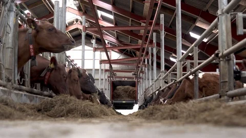 Timelapse of machine feeding eating cows in barn. Stockbeeldmateriaal 90859147
